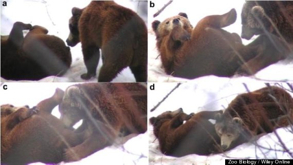 brown bear oral sex