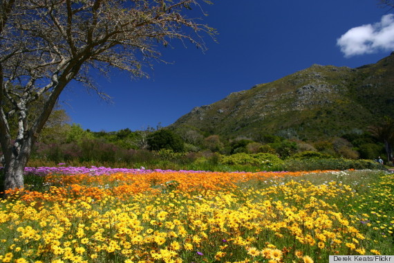 kirstenbosch