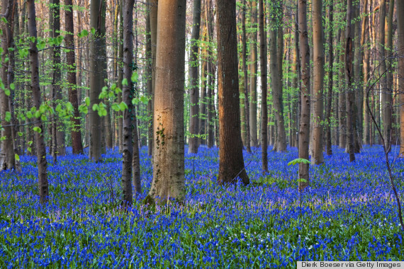 hallerbos