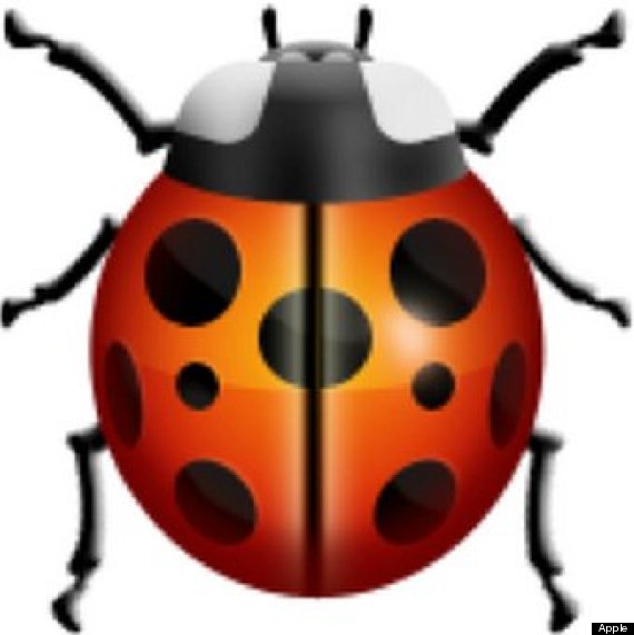 lady bug