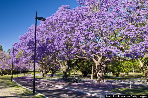 jacaranda