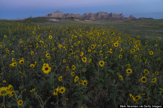 badlands flowers