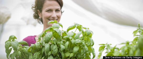 herb garden