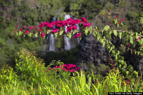 kauai flowers