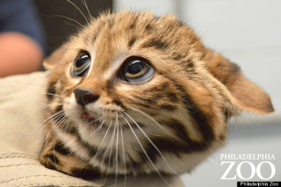 black footed cat kittens