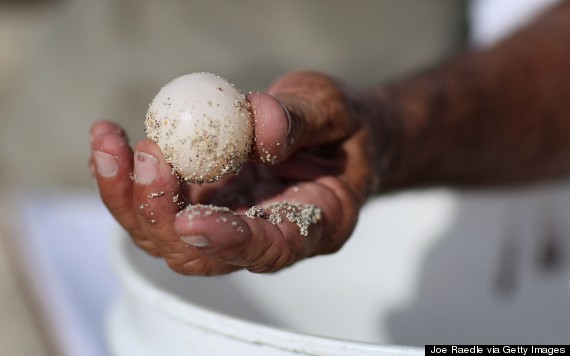 sea turtle hatch