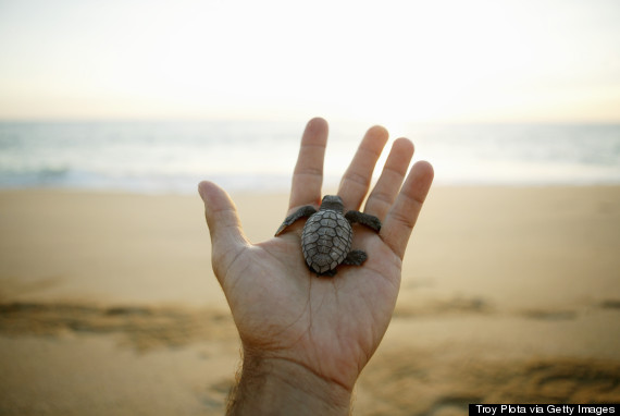 male sea turtle