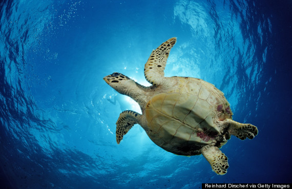 male sea turtle