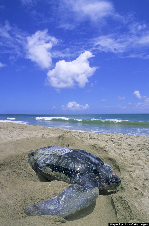 leatherback