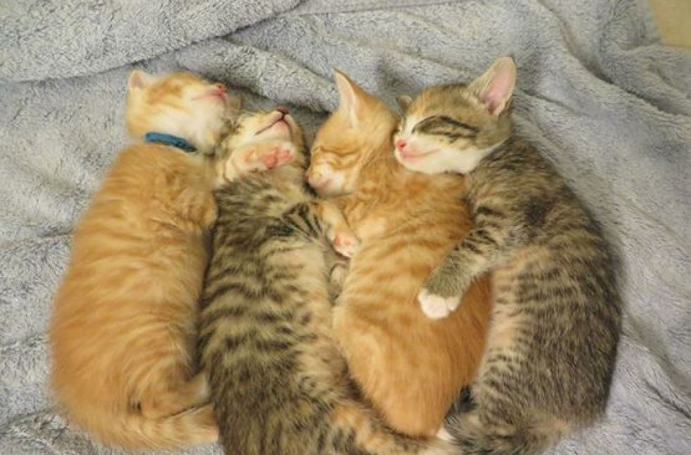 kittens