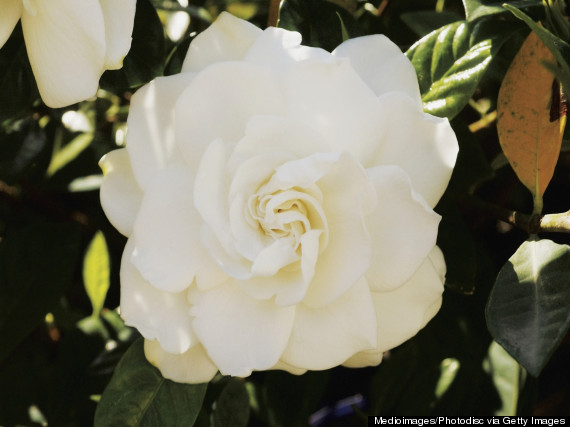 gardenia