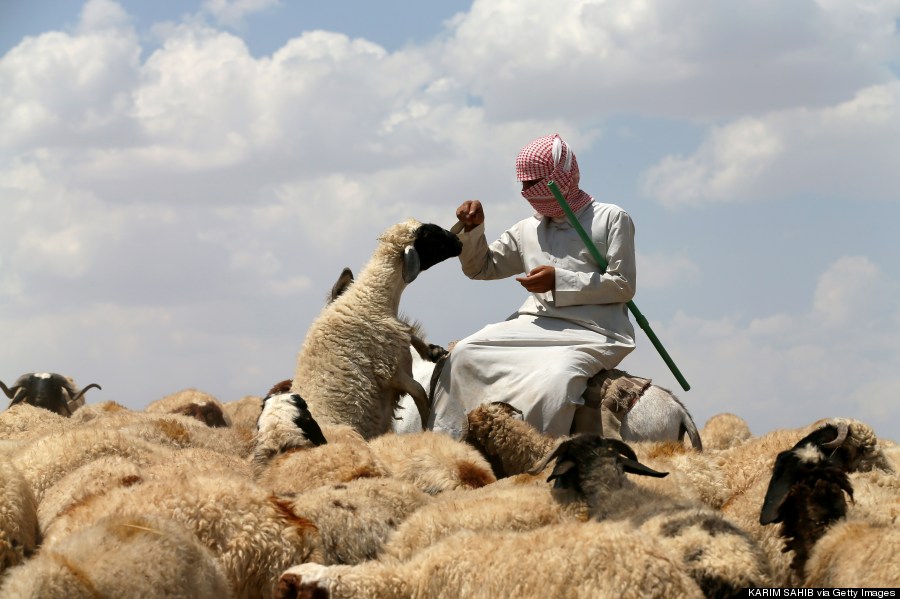 an iraqi shepherd