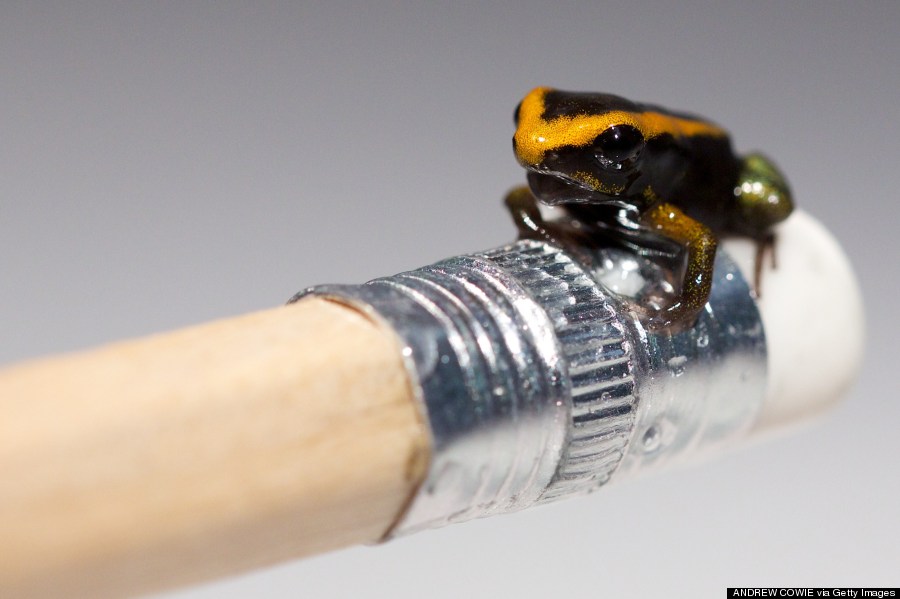 a baby poison dart frog