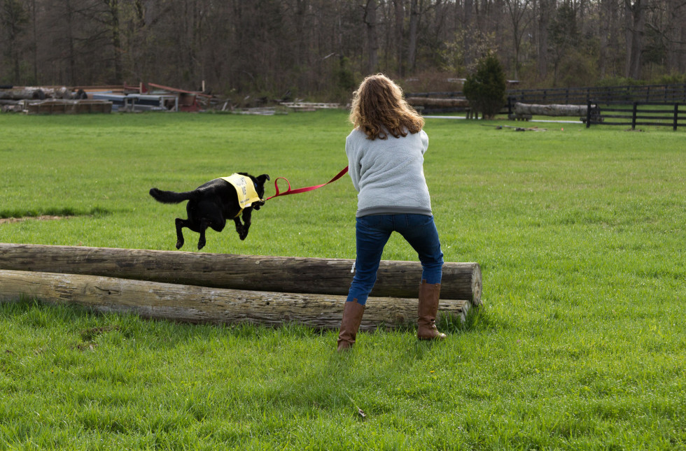 dog jumping