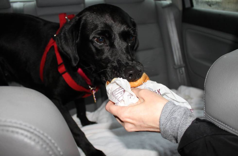 dog with hamburger