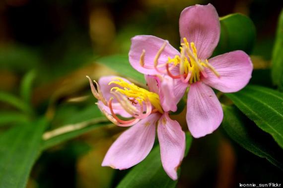 island flower