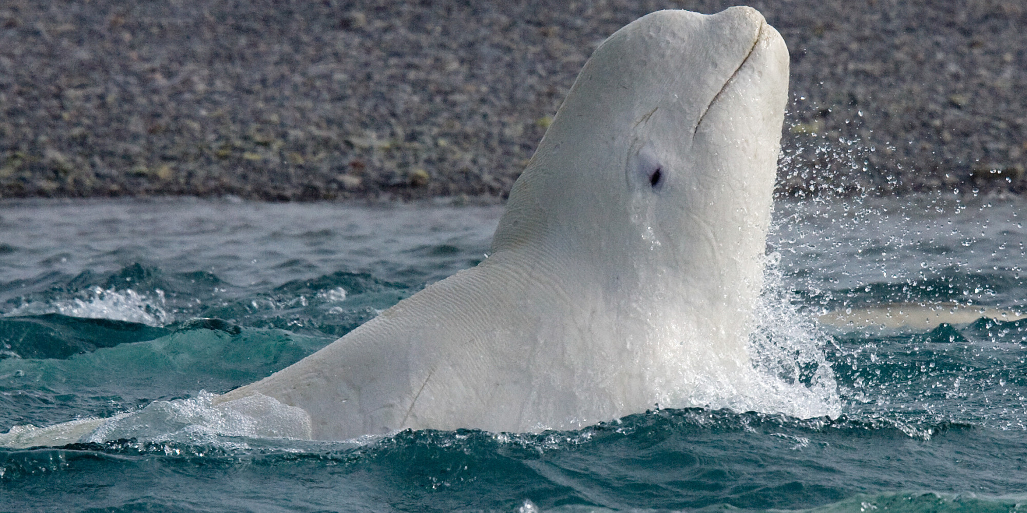 Лоб дельфина. Полярный Дельфин Белуха. Касатка Дельфин Белуха кит. Белуха (млекопитающее). Белый Полярный кит Белуха.