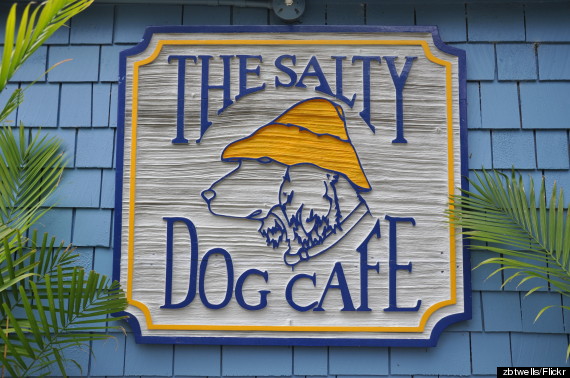 salty dog cafe
