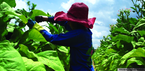 tobacco farming children