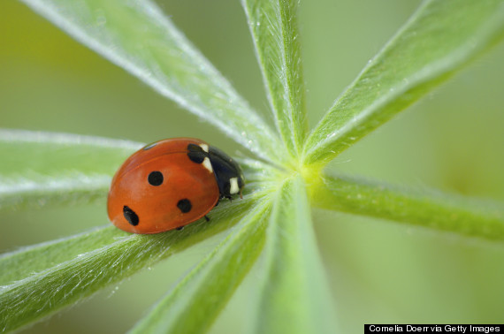 ladybugs