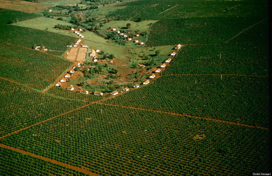 brazil coffee fields