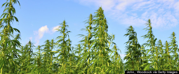 growing hemp