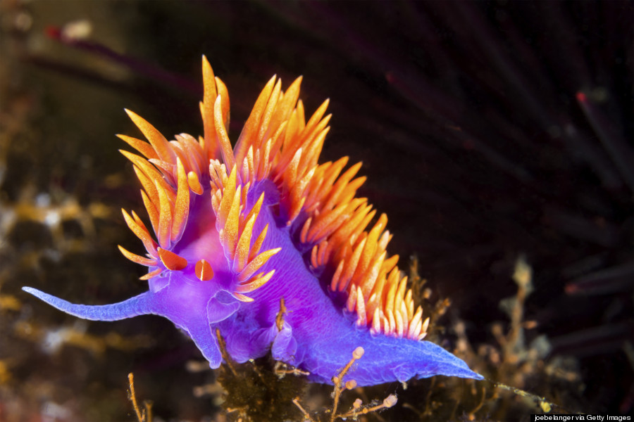 colorful nudibranch