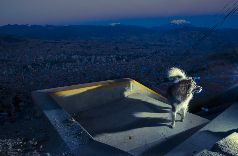 bolivian street dogs