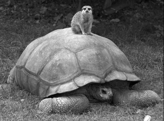 meerkat tortoise