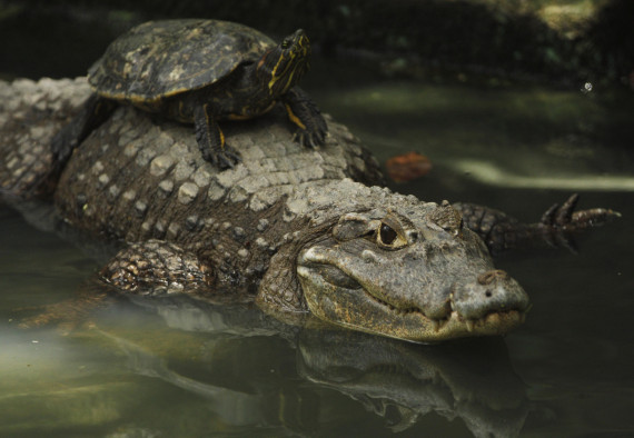 turtle alligator