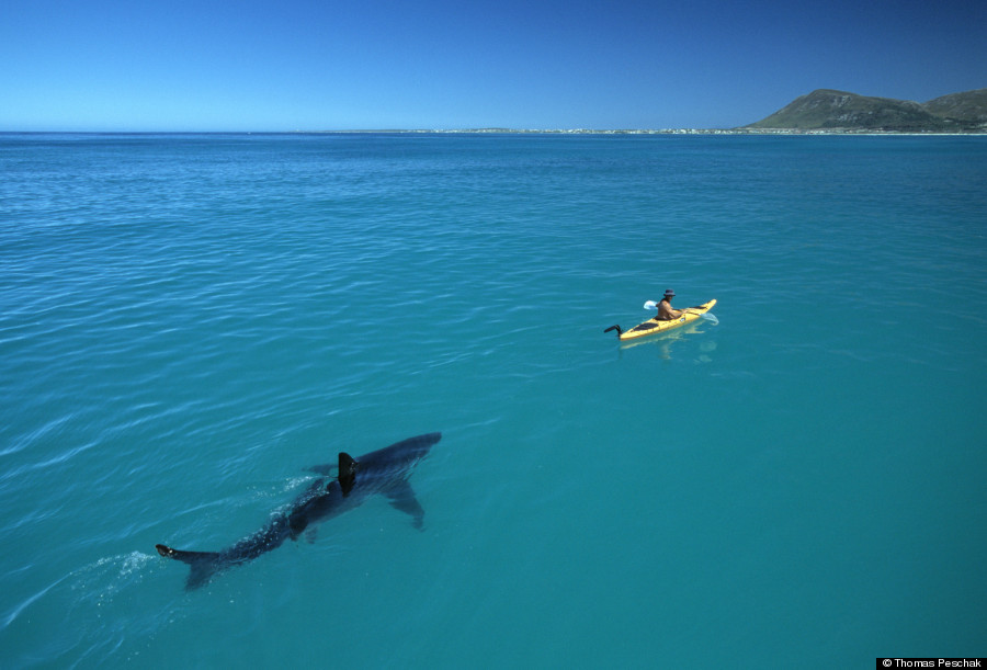 shark kayak