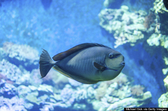 parrotfish caribbean reef