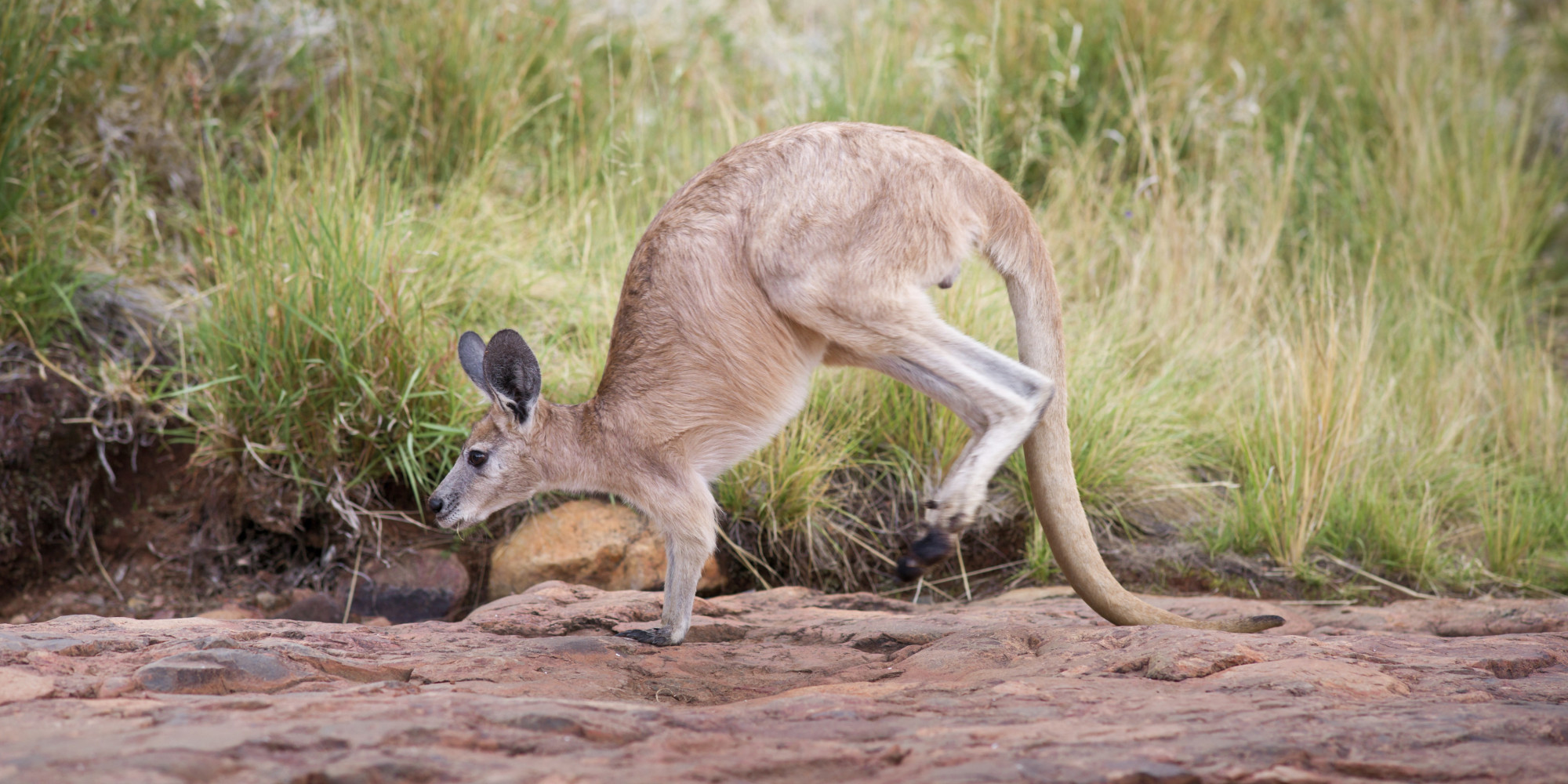 Kangaroo tails. Хвост кенгуру. Задние конечности кенгуру.