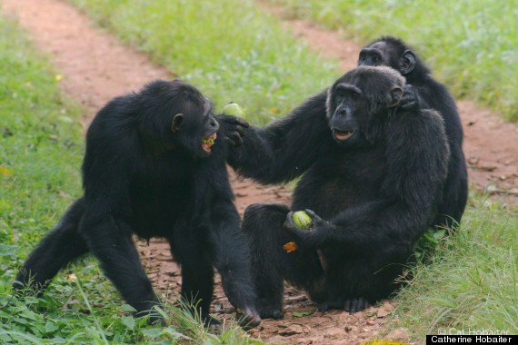 chimp sign language 4