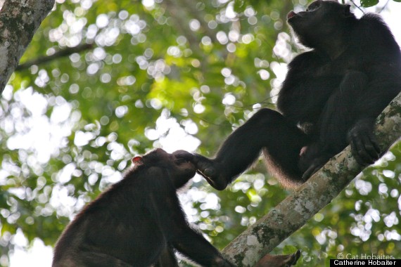 chimp gestures 1