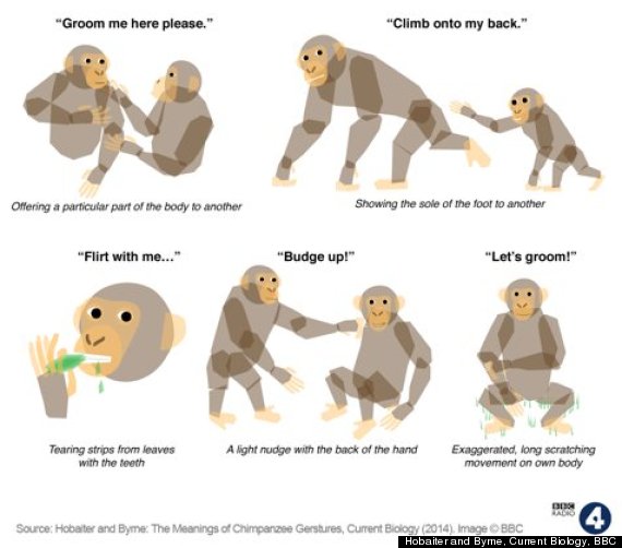 chimp gestures