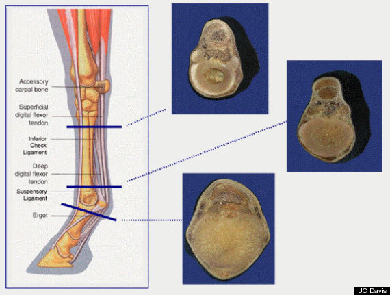 suspensory ligament