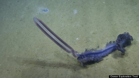 siphonophore