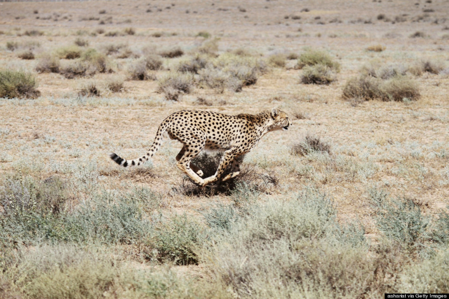 iran cheetah