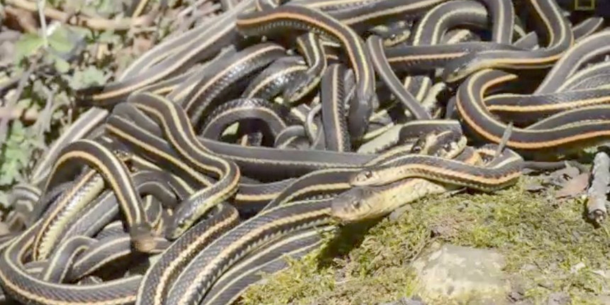 This Is The Largest Gathering Of Snakes In The World 