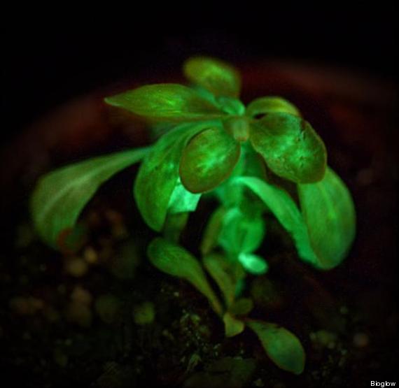 bioglow plant