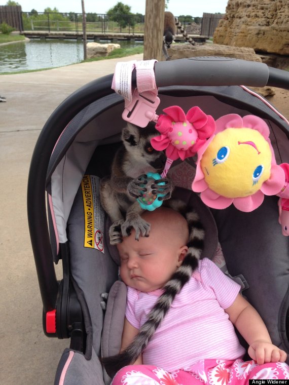 lemur on baby