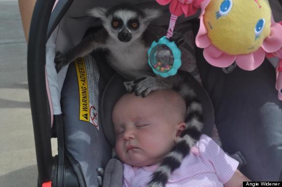 lemur on baby