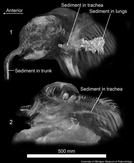 mammoth scans