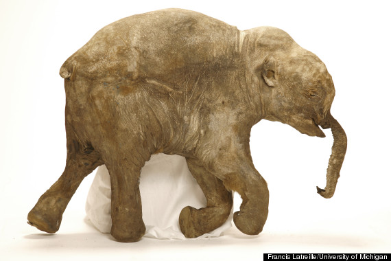 mammoth scan