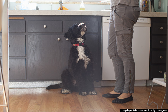 dog kitchen