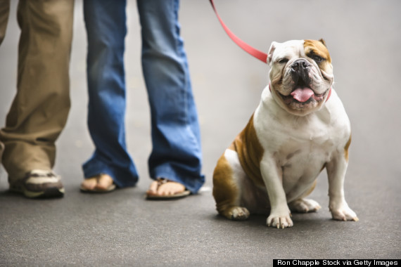 dog on leash