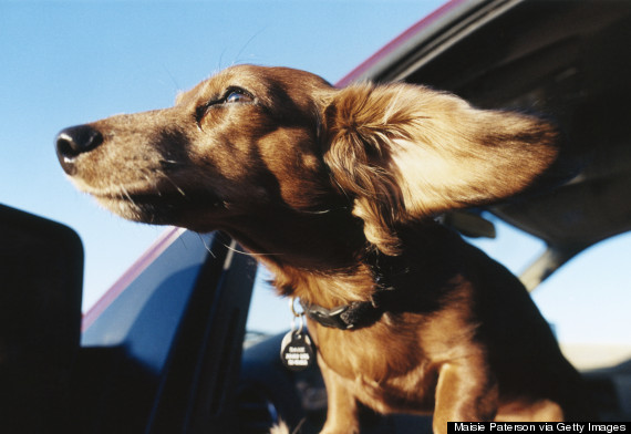 dog in car