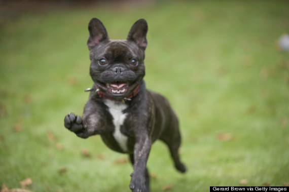 excited dog