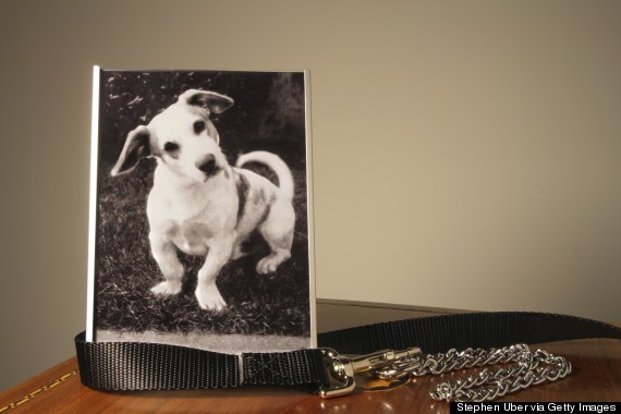 framed picture of dog